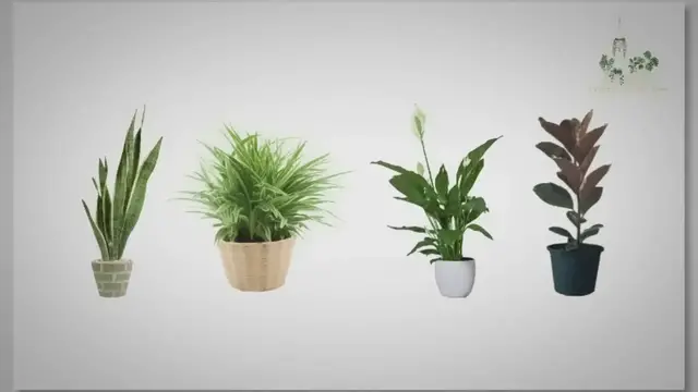 Video thumbnail for Oxygen-Producing Indoor Plants for a Healthier Home
