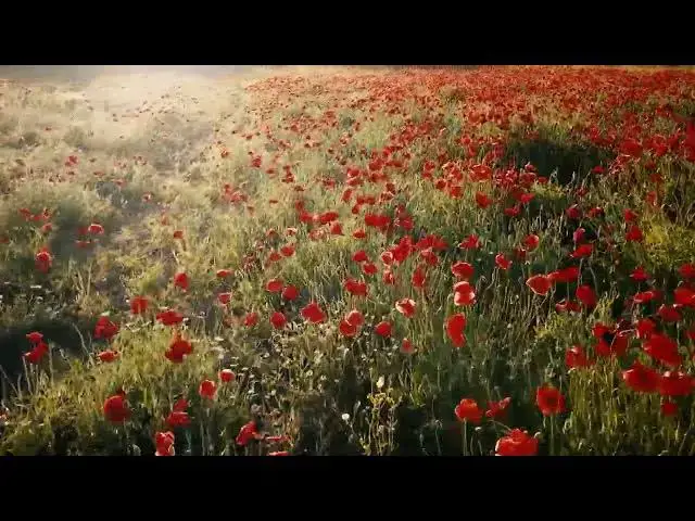 Video thumbnail for Poppy Field