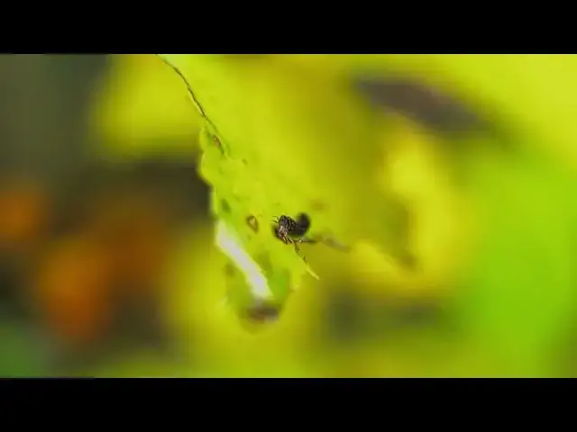 Video thumbnail for Worm Crawling into leaf
