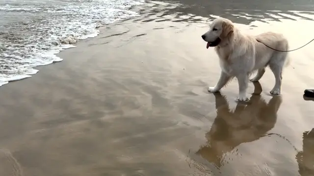 Video thumbnail for Dog Surprised by Waves at the Beach in Fujian, China