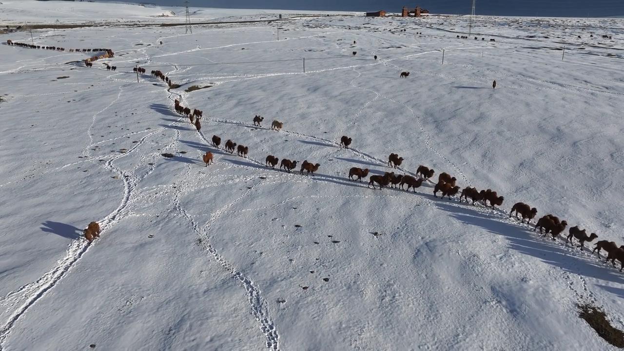 Video thumbnail for China: Camel Migration Team.