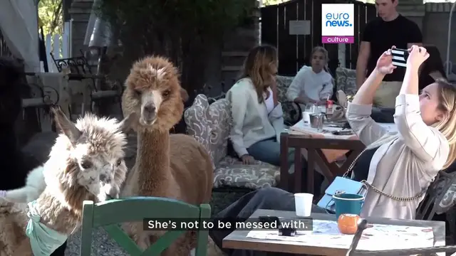 Video thumbnail for This Serbian cafe lets you enjoy your coffee alongside alpacas