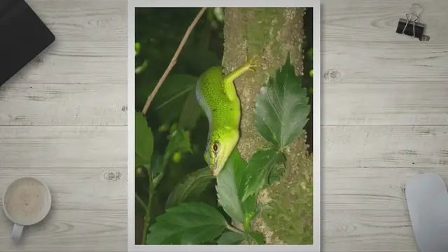 Video thumbnail for Emerald Tree Skinks: Insights into Their Lifespan and Diet