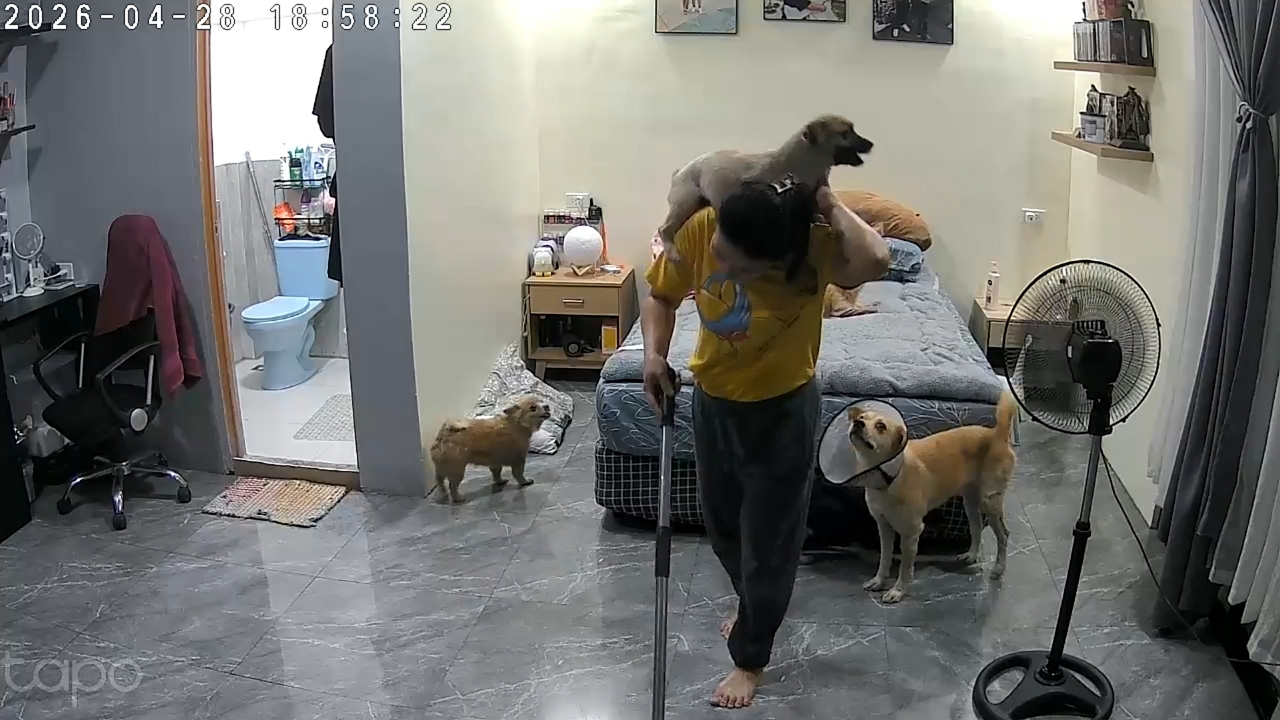 Video thumbnail for Dogs compete for attention while helper cleans room in Cebu, Philippines