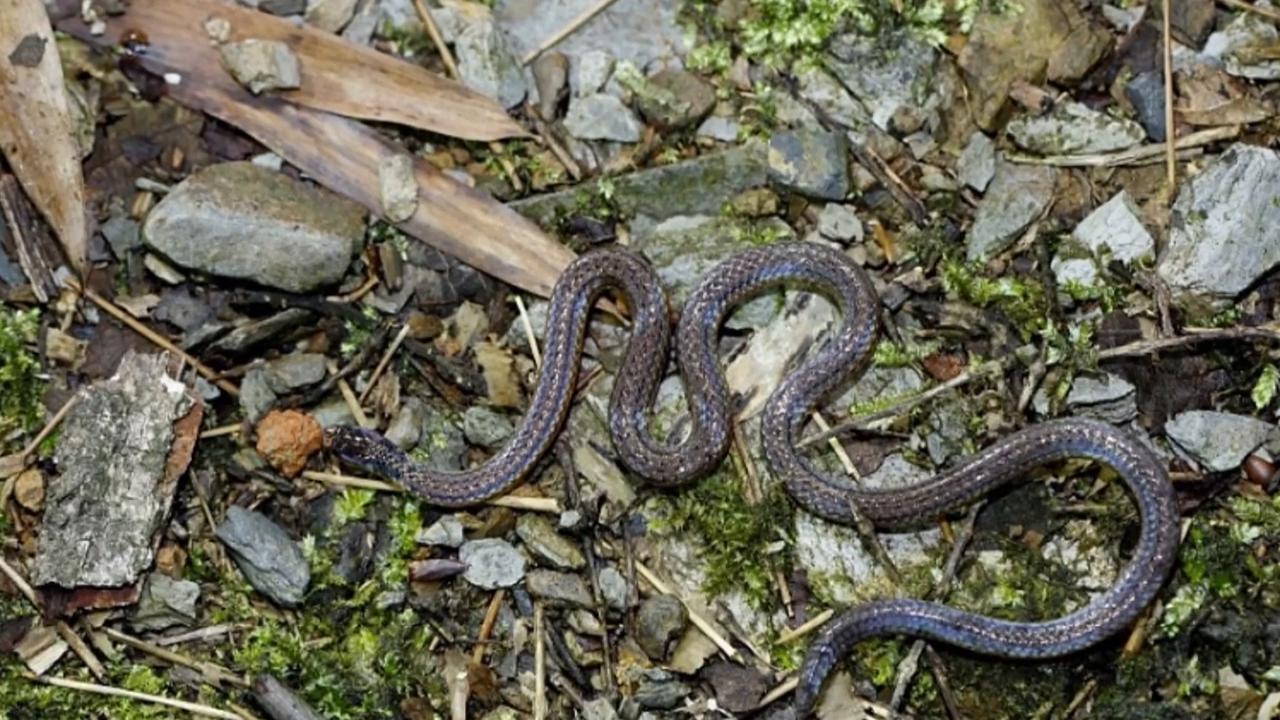 Video thumbnail for China: New snake species discovered in south China.