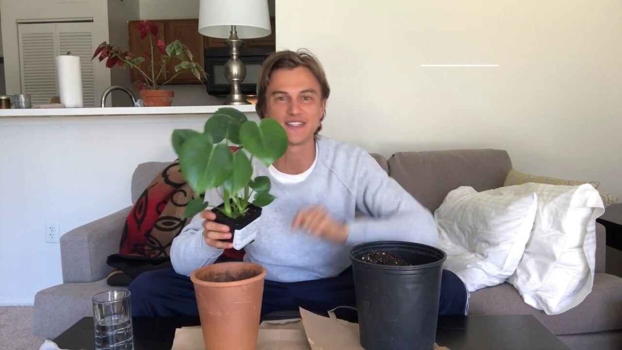 Video thumbnail for Monstera deliciosa Houseplant Care