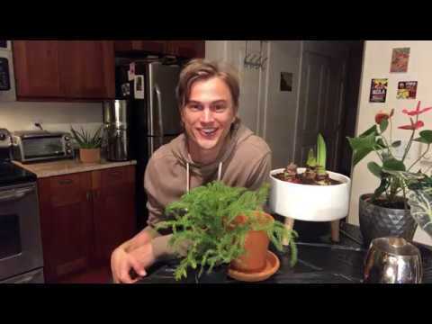 Video thumbnail for Holiday Plants for the Urban Gardener: Norfolk Island Pine