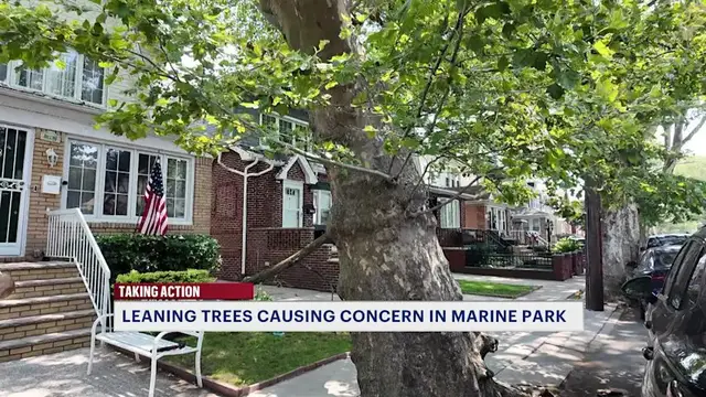 Video thumbnail for Marine Park residents raise concerns about aging trees
