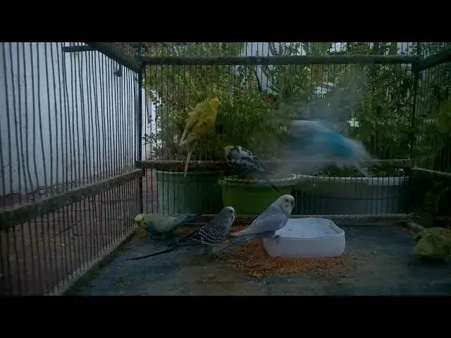 Video thumbnail for Der ultimative Ratgeber zur Wellensittichpflege 🐦✨