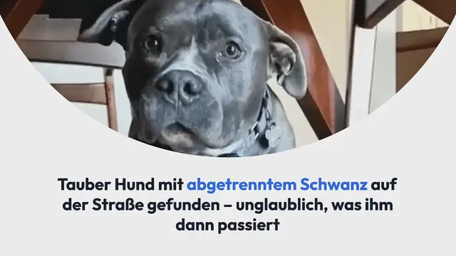 Video thumbnail for Tauber Hund mit abgetrenntem Schwanz auf der Straße gefunden – unglaublich, was ihm dann passiert