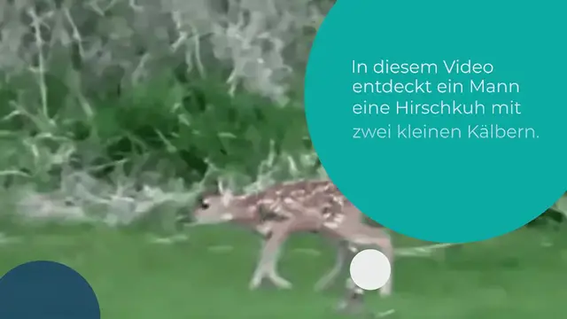Video thumbnail for Verletzter Baby-Hirsch wird von seiner Mama verlassen: Wie dieser Mann ihm hilft, erwärmt das Herz