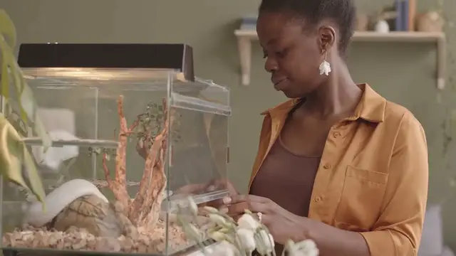 Video thumbnail for Snake Plant Care in Low Light