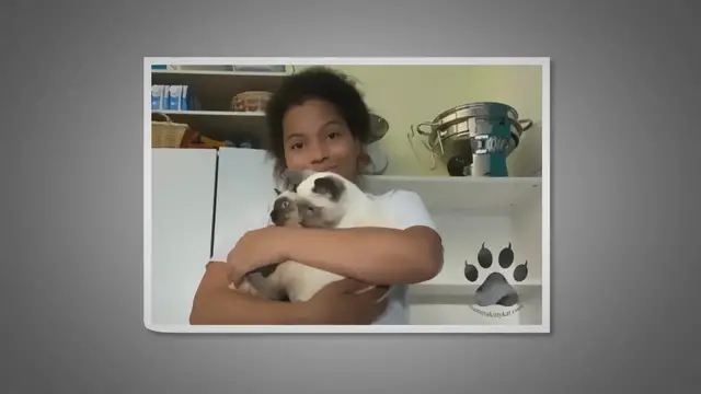 Video thumbnail for What Do I Need to Know Before Adopting a Siamese Cat?