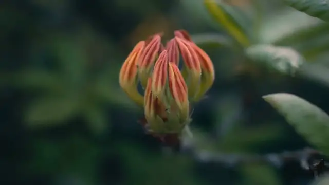 Video thumbnail for How to Improve Azalea Flower Color for Vibrant Blooms