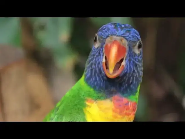 Video thumbnail for Pretty Bird