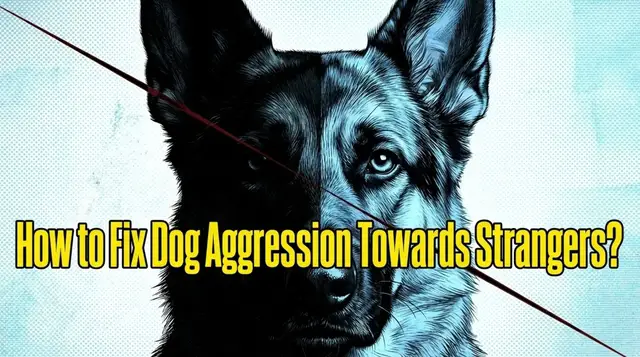 Video thumbnail for How to Fix Dog Aggression Towards Strangers?