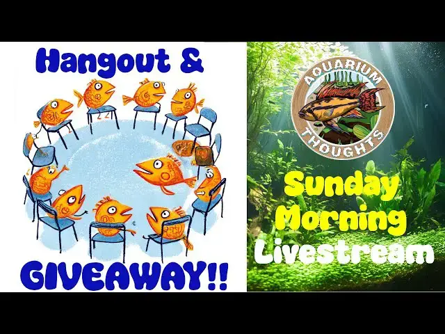 Video thumbnail for Father's Day Fin-tastic LIVE Q&A Chat & Giveaway! 🐟🎁🐠