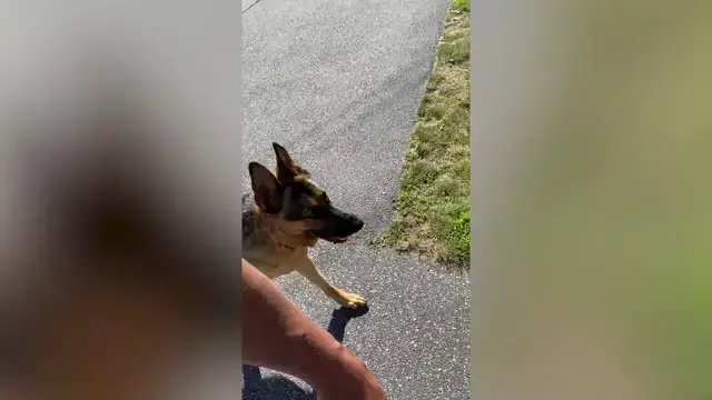 Video thumbnail for Dog Loves Excitedly Jumping On Neighbor's Trampoline During Walk | Happily TV