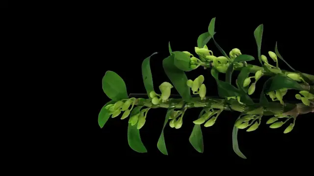 Video thumbnail for Caring for Orchids Indoors