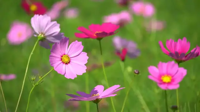 Video thumbnail for Growing Cosmos in Pots