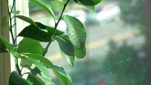 'Video thumbnail for Pruning Potted Lemon Trees Made Easy'
