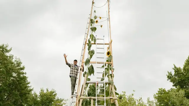 'Video thumbnail for Tallest sunflower - 10.90 metres (35 ft 9 in) by Alex Babich'