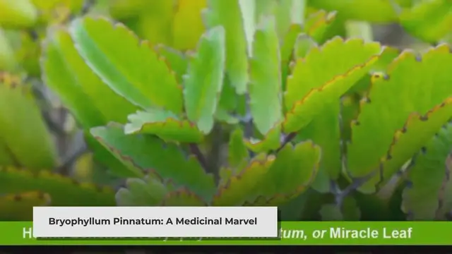 'Video thumbnail for Bryophyllum Pinnatum: The Miracle Leaf's Health Benefits'