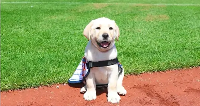 Video thumbnail for Meet Howie — the Mets’ newest teammate with a big future