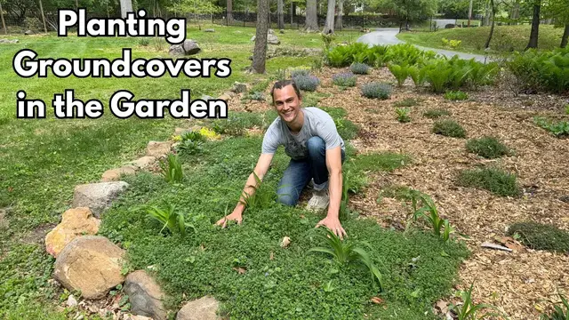 Video thumbnail for How to Plant Groundcovers in the Garden - Demonstrating with Creeping Thyme
