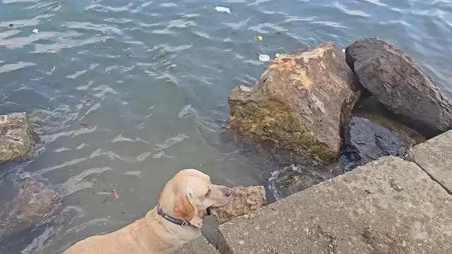 Video thumbnail for Labrador Hauls Huge Rock from Water in China