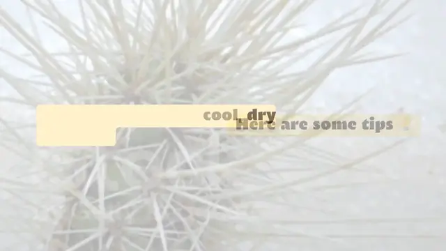 Video thumbnail for How to care for a succulent in winter ❄️