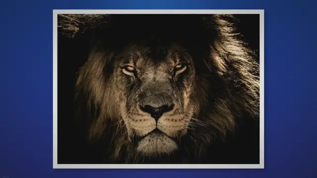 Video thumbnail for Exploring the Different Species of Lions: A Fascinating Look into Their Unique Characteristics