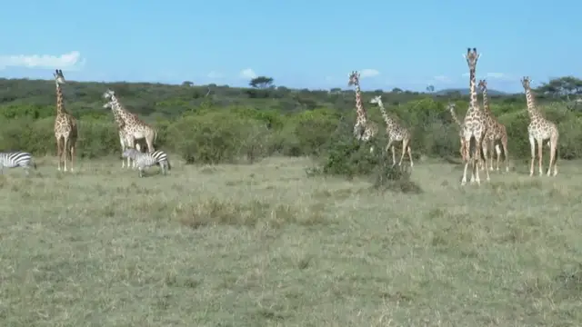 'Video thumbnail for In Kenya, the Nashulai conservancy’s bold bet on coexistence with wildlife'