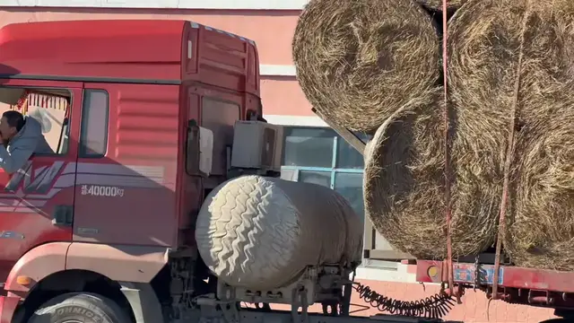 Video thumbnail for Cattle Eat Hay by Truck While Driver Shaves Calmly in Inner Mongolia