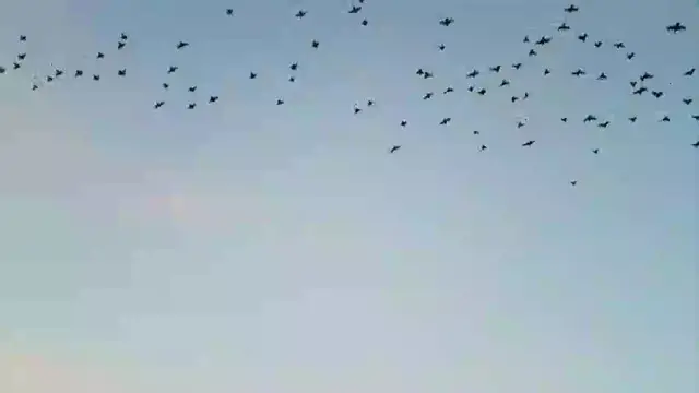 Video thumbnail for 1000070553