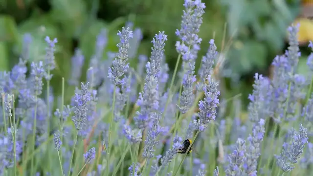 Video thumbnail for Lavender And Bees: Why They Love It#lavenderandbees