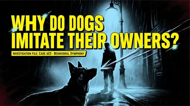 Video thumbnail for Why Dogs Imitate Us?