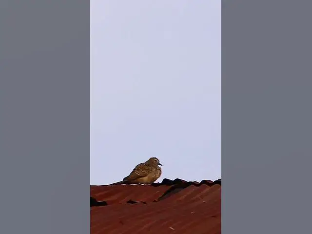 Video thumbnail for Dove & Sparrow Bird EP3 #dovebird #smallbird #birds #bird #shortdove #nestdove #babiesdove