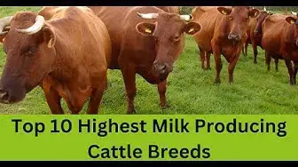 Video thumbnail for Top 10 Highest Milk Producing Cattle Breeds || #farming #milk #cow #nsfarmhouse