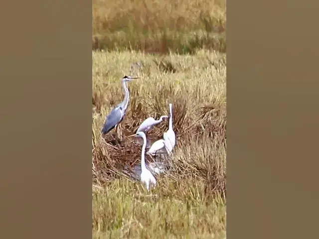 'Video thumbnail for Top Cockroach bird 19 #dovebird #smallbird #birds #bird #shortdove #nestdove #babiesdove'