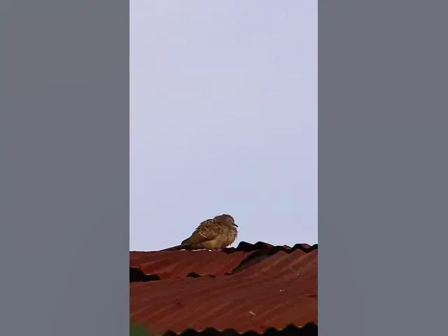 'Video thumbnail for Dove & Sparrow Bird EP5 #dovebird #smallbird #birds #bird #shortdove #nestdove #babiesdove'