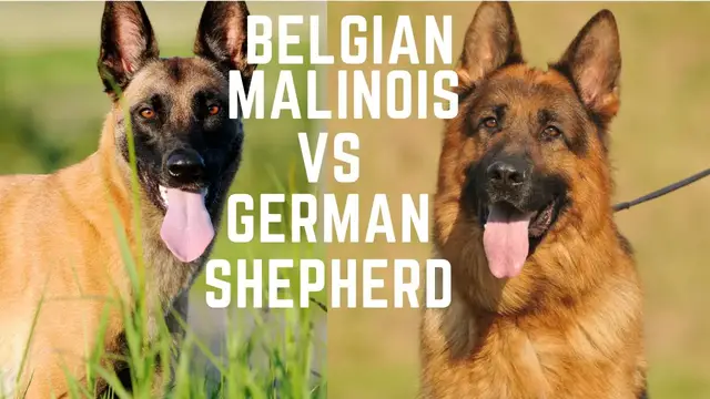 'Video thumbnail for Belgian Malinois vs German shepherd. Which one makes a better pet?'