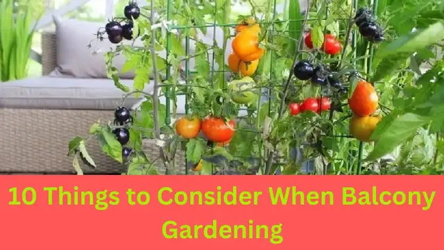 'Video thumbnail for 10 Things to Consider When Balcony Gardening || Gardening || Balcony Gardening'