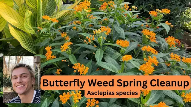Video thumbnail for Butterfly Weed Asclepias spp. Spring Plant Preparation