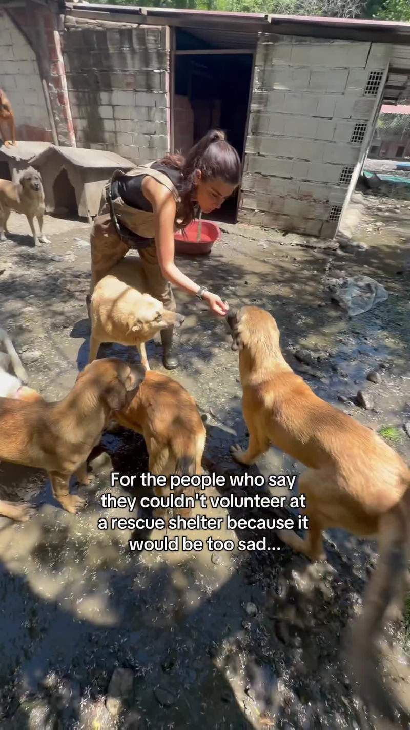 Video thumbnail for Shelter Dogs Finding Hope through Volunteer Kindness