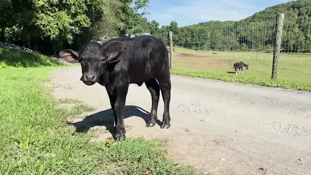 Video thumbnail for Amenia farm names baby water buffalo after Dolly Parton, her husband