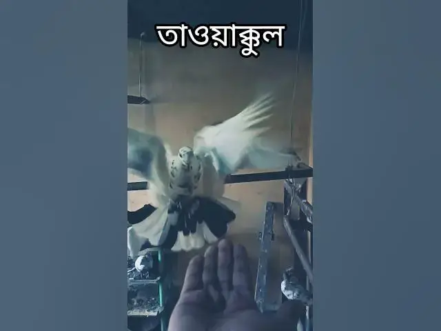 'Video thumbnail for আল্লাহর সৃষ্টি পালকের ডাকে উড়ে এলো!বিশ্বাসের এমন উদাহরণ খুব কম দেখা যায়!'