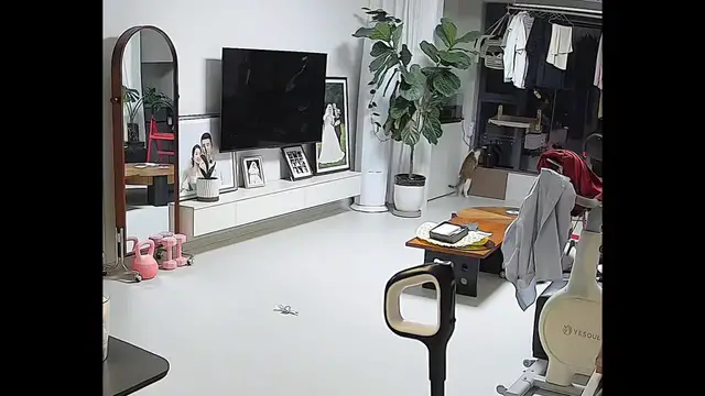 Video thumbnail for China: Chinese cat injures paw after window shelf collapses.