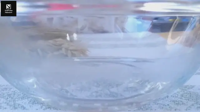 Video thumbnail for Easy Apple-Shaped Rolls Recipe