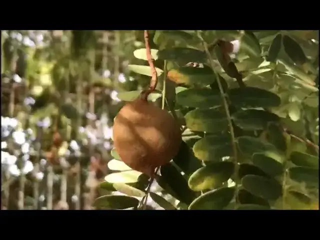 Video thumbnail for Tamarind tree Tamarindus
